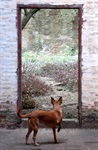 Cachorro na porta de um dos galpões do Engenho Central. Fotografia de Davi Negri, de 2004
