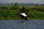Tanquã é considerado o Pantanal de Piracicaba