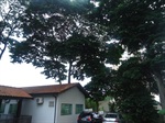 Árvores estão no terreno do CEO, na rua Tiradentes, no Centro