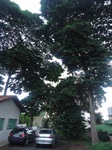 Árvores estão no terreno do CEO, na rua Tiradentes, no Centro