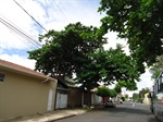 Árvore situada na Rua Jorge Zolhner - antes 
