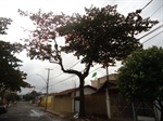 Árvore situada na Rua Jorge Zolhner - depois