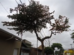 Árvore situada na Rua Jorge Zolhner - depois