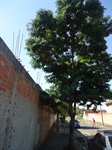 Árvore rua Alfredo Panini - antes