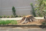 Árvores causavam problemas aos moradores