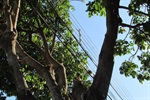 Árvore na Marquês de Monte Alegre, em frente ao número 833