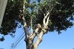 Árvore na Marquês de Monte Alegre, em frente ao número 833