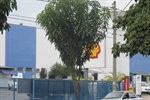 Sedema efetuou poda de árvores na avenida 31 de Março a pedido de Gilmar Rotta