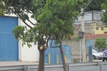 Sedema efetuou poda de árvores na avenida 31 de Março a pedido de Gilmar Rotta
