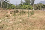 Mudas de árvores nativas plantadas pelos alunos
