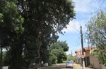 Árvores na rua Ipuã, no bairro São Francisco, apresentavam risco aos moradores