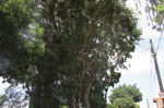 Árvores na rua Ipuã, no bairro São Francisco, apresentavam risco aos moradores