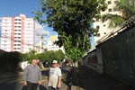Foto mostra como ficaram as árvores após o pedido por poda ser atendido pela Sedema