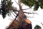 Raiz de árvore provoca rachaduras em residência
