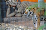 Jaula do Tigre traz o Buda e Taj Mahal para o público