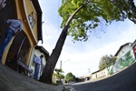 Árvore com a necessidade de ser retirada na rua Manoel Ferreira Grosso