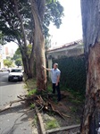 Preocupação com retirada de árvore permanece; problema é na rua José Ferraz de Camargo