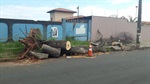 Troncos e galhos de árvores deixados na calçada pela Sedema 