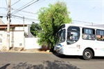 Árvore atrapalha fluxo de ônibus na rua Frederico Krahenbuhl