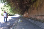 Na frente da escola, na rua Fidelis Stolf, árvores invadem calçada