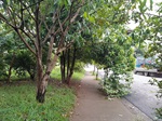 Local antes da retirada dos galhos e árvore