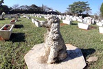 A proprietária Myrian Vendemiatti cuida de 45 cachorros que foram retirados da rua. 