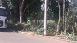 Moradores relataram que os galhos das árvores estavam causando transtornos.