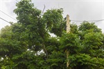 Corte de mato e poda de duas árvores estão entre as demadas do Crab Mário Dedini e da Farmácia Popular