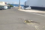 Foi realizada a manutenção na rua Eduardo Palmieri