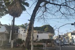 Reclamações de moradores do bairro Cidade Jardim sobre risco de árvore inclinada motivou indicação de Anilton Rissato