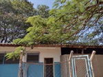 Sedema removeu galhos que comprometiam telhado da sede. 