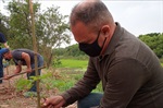 Árvores foram cedidas pela Secretaria Municipal de Defesa do Meio Ambiente (Sedema).