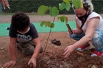 Árvores foram cedidas pela Secretaria Municipal de Defesa do Meio Ambiente (Sedema).