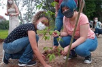 Árvores foram cedidas pela Secretaria Municipal de Defesa do Meio Ambiente (Sedema).