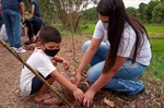 Árvores foram cedidas pela Secretaria Municipal de Defesa do Meio Ambiente (Sedema).