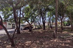 A pedido dos moradores, Sedema realizou a poda na copa das árvores. 