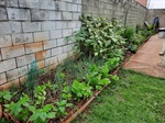 Horta comunitária do Jardim Oriente deverá ser retomada