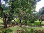 Moradores pedem melhoramentos no entorno de praça em Santa Teresinha