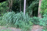 Mato alto em área verde