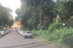 Mato alto em área verde
