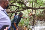 Após descer o barranco é possível observar os canos que despejam esgoto no terreno ao lado do supermercado, na Pauliceia. Esgoto segue até o ribeirão do Enxofre e posteriormente deságua no Piracicaba