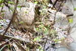 Água cinzenta e mau cheirosa seguirá para o ribeirão do Enxofre e posteriormente para o rio Piracicaba