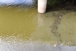 De cima da ponte do Mirante é possível observar a matéria orgânica que se levanta do fundo do rio