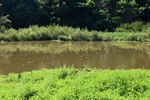 Periodicamente a prefeitura retira a vegetação que cresce na lagoa por causa da poluição