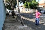 Árvores irregulares colocam em risco a população da Pauliceia