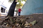 Árvores irregulares colocam em risco a população da Pauliceia