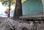 Árvores irregulares colocam em risco a população da Pauliceia