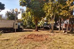 Sedema realizou trabalhos de poda, retirada de árvores secas e limpeza geral
