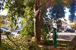 Sedema realizou trabalhos de poda, retirada de árvores secas e limpeza geral