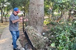 Vereador Anilton Rissato participou de limpeza de área verde no Jardim Três Marias